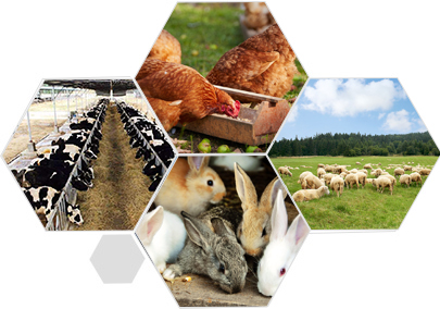 完善服務(wù)體系 合作無憂 完善服務(wù)體系 合作無憂